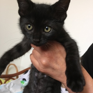 黒猫男の子☆くーちゃん