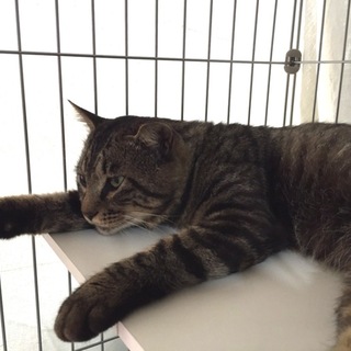 【ビックボディ】家族募集【キジトラオス】