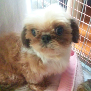 家族決定♂シーズートッポ君5才