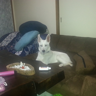 ホワイトシェパード