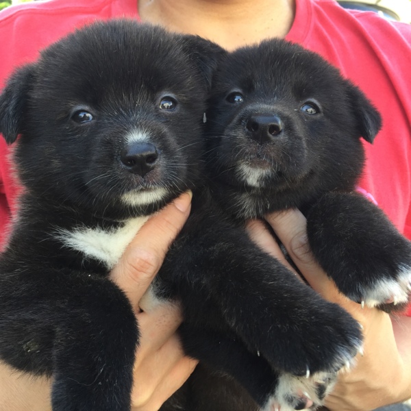 ころころ黒い子犬 女の子 岡山県 犬の里親募集 ペットのおうち 月間利用者150万人