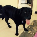 黒ラブラドールのレナ☆室内飼い希望