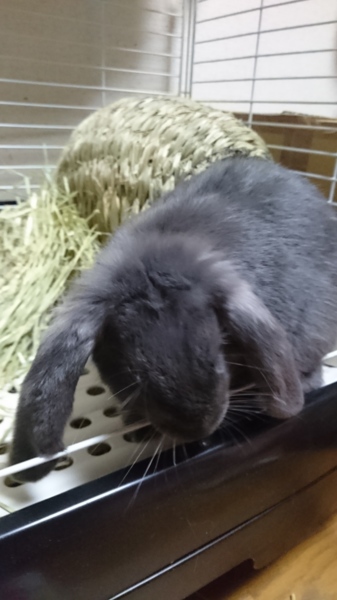 ポーランドロップイヤーブ」福岡県 - 小動物の里親募集(115661