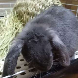 ポーランドロップイヤーブルー♂の里親募集します。