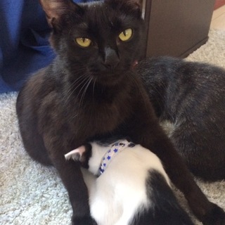 穏やかで人間大好きな黒猫のマミコ
