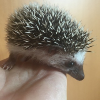 <検討中>応募者多数の為締め切ります。