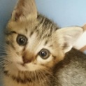 【代理掲載】子猫を保護しました