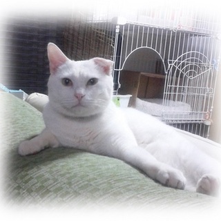 慣れ慣れ真っ白くん♪