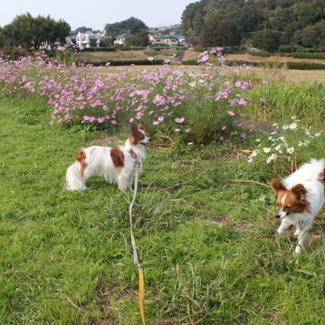 I Love Animalsのカバー写真