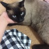 ぺこりーみん
