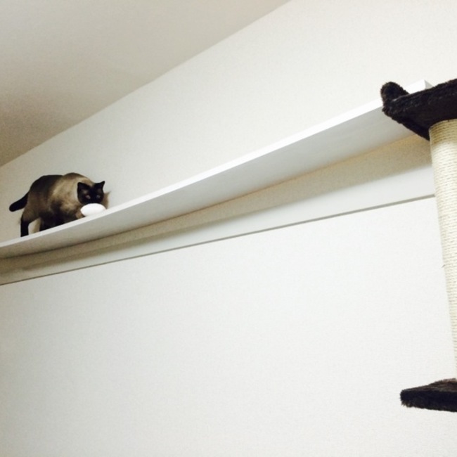 ぺこりーみんのカバー写真