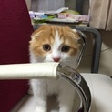 スコティッシュホールド 折れ耳