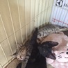 二人仲良くお昼寝中(=￣ ρ￣=) ..zzZZ