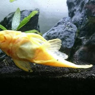 アルビノプレコ里親募集