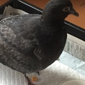 ドバトの子供、ロビンちゃん(仮名)です