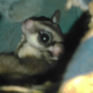 フクロモモンガ♂二匹♀二匹