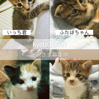 里親様が決定し旅立ちました