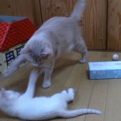 「教育係に任命～☆」サムネイル2