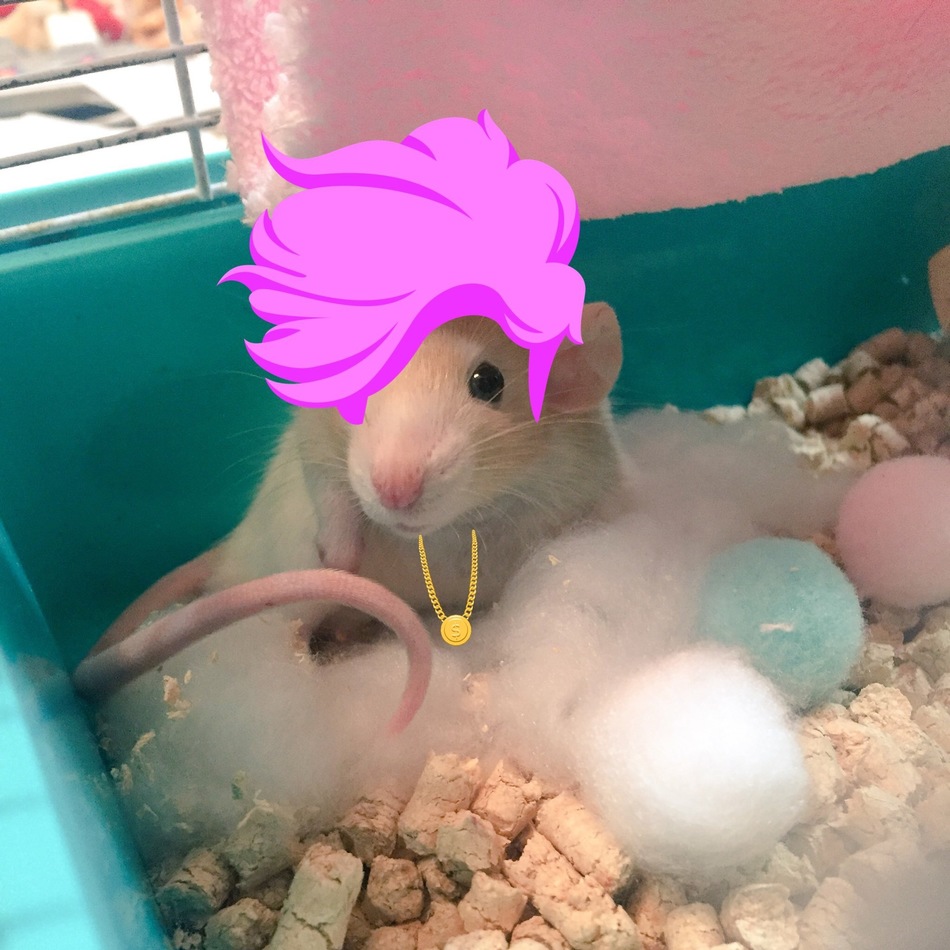 ラビォ君のカバー写真