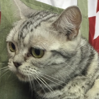 アメショーの３歳半女の子です