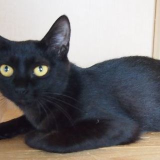 でら！ケイク！