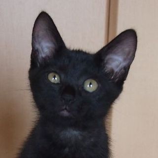 でら！シフォン！