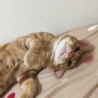 れん