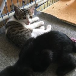 元気でね、パ子。