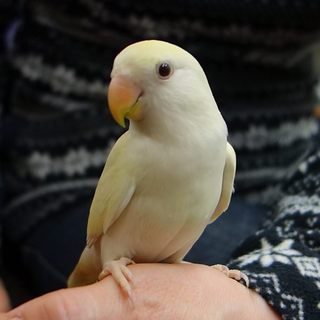 里親さんが決まりました。ありがとうございました。