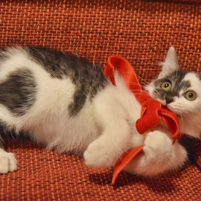 ももんにゃのカバー写真