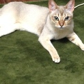 （新規応募受付中止）「希少」知的で大人しい猫です。