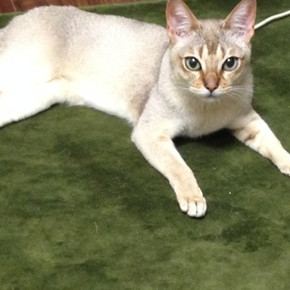 （新規応募受付中止）「希少」知的で大人しい猫です。