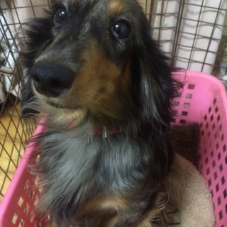 健康状態良好ダックスフンド シルバーダップル