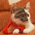 可愛い女の子の子猫です