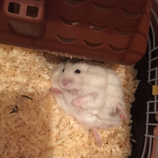 かわいいかわいいハムスター〜〜〜