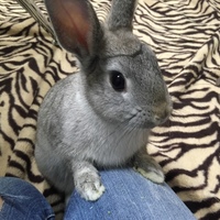 ビビちゃん