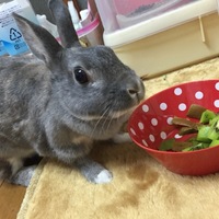 ベリー