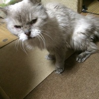 チビ