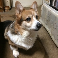 オッチャ