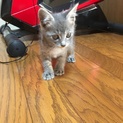 生後一ヶ月程度の子猫