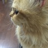 ながなな