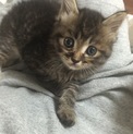 マンチカンの仔猫 