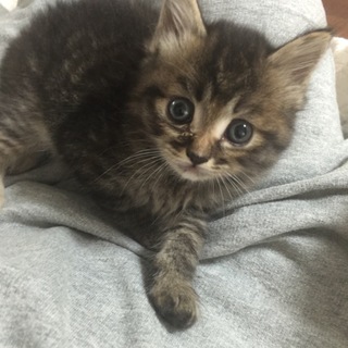 マンチカンの仔猫 