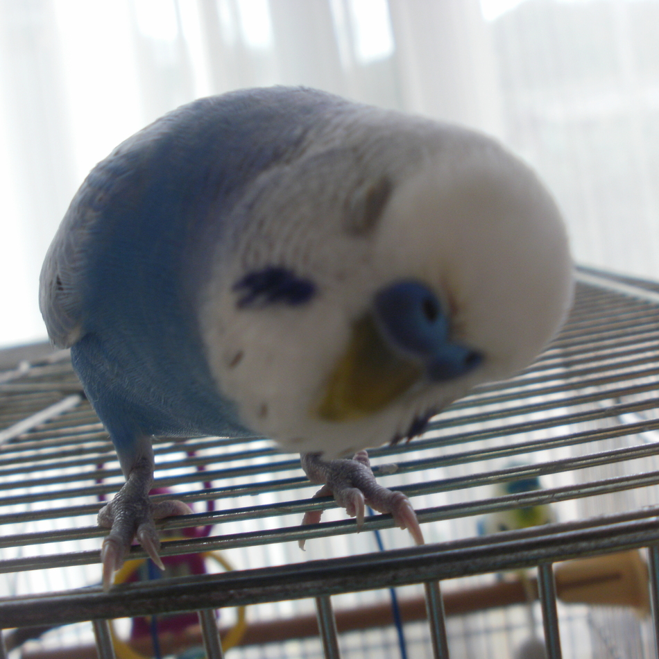 ぴーちゃんのカバー写真