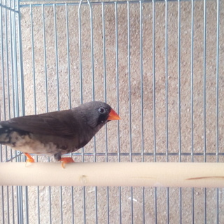 キンカチョウ里親募集