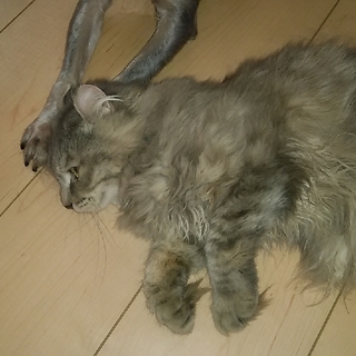 アメリカンカール♀3歳