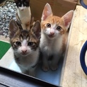 大阪府 子猫2匹雑種 里親募集 生後2ヶ月半ぐらい