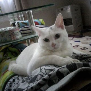 白猫1年くらいです。静かでおとなしいです。