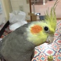 オカメインコ  ♂  1才過ぎ