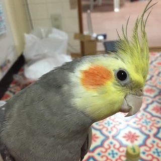 オカメインコ  ♂  1才過ぎ